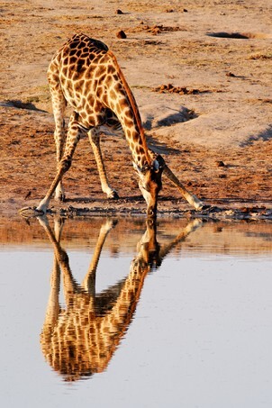 Reflection of Giraffe (Giraffa cameloparadalis) drinking at Nyamandlovu Pan, Hwange, Zimbabwe